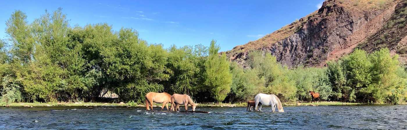 Paddling by the Salt River wild horses on the Salt River with Riverbound Sports.