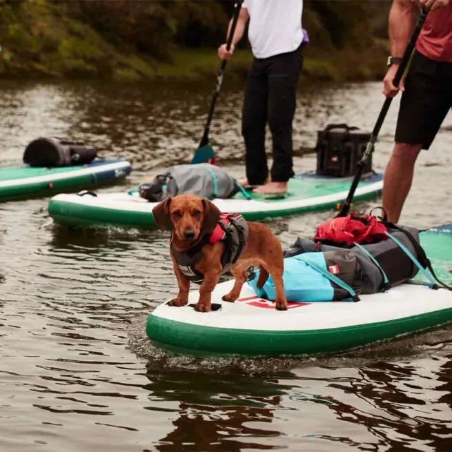 Dog on paddleboard with people on river.