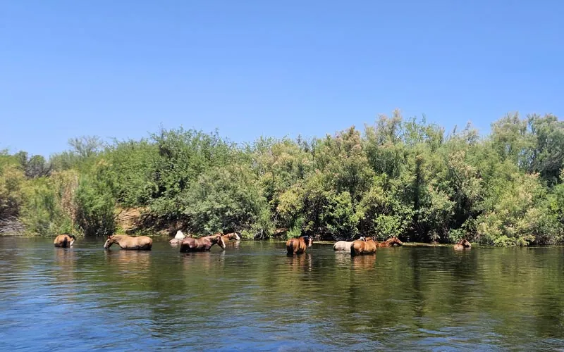 Horses wading in the Lower Salt River among lush trees on a guided paddling tour with Riverbound Sports